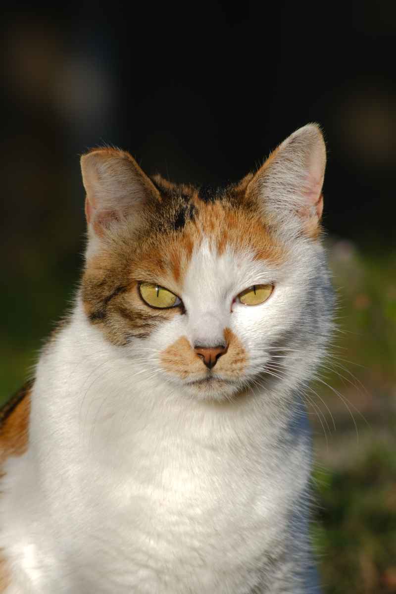 猫猫 5
