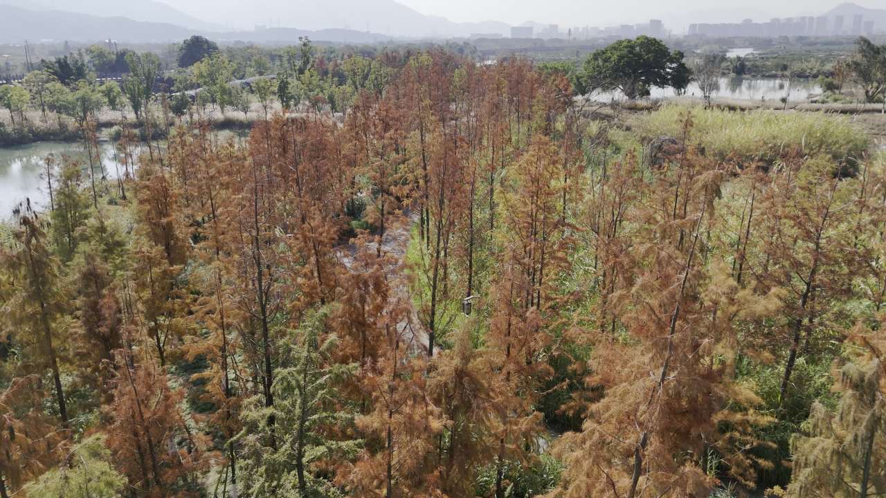 湿地红杉 6