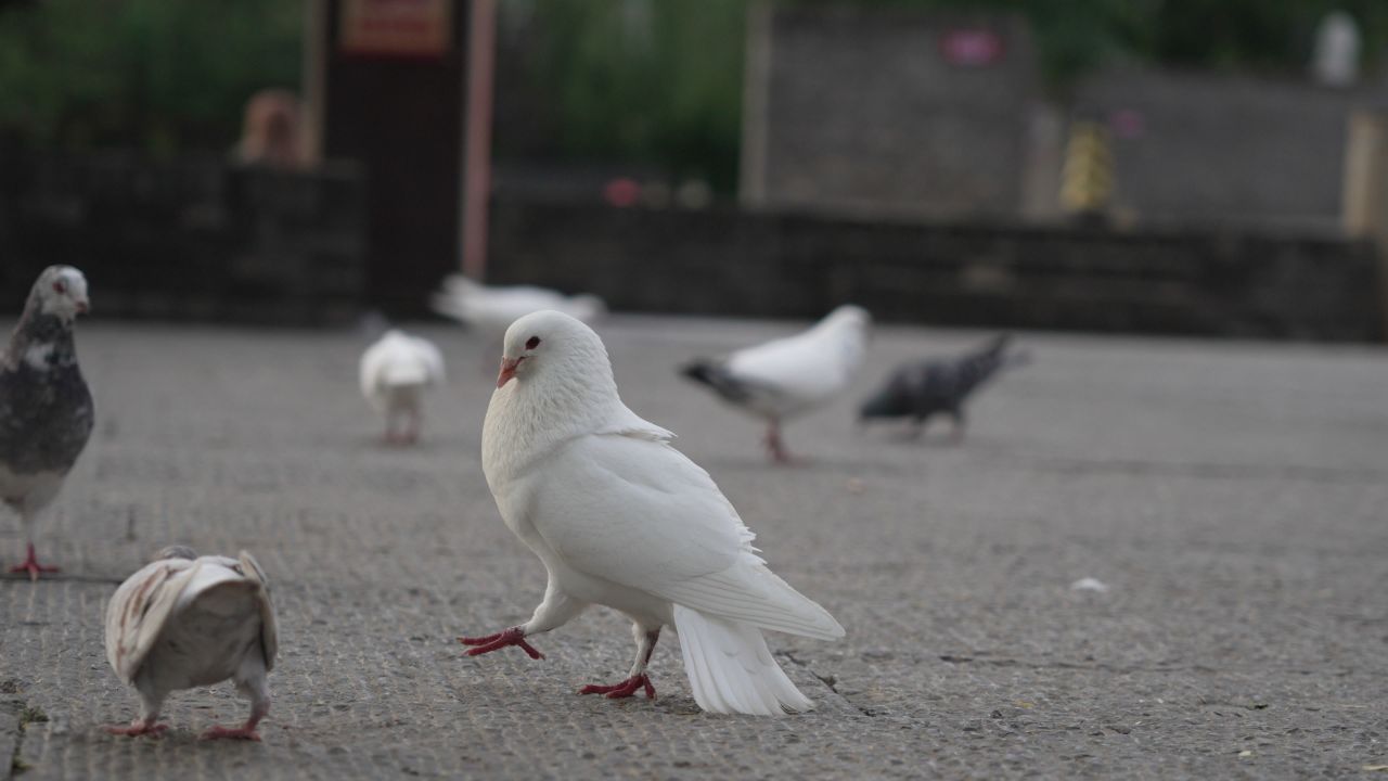 高傲的鸽子