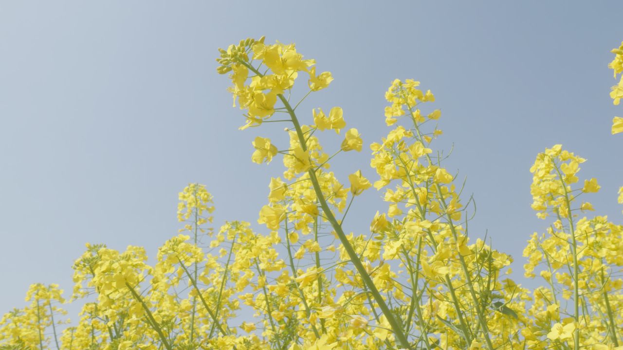 春天农村油菜花海蜜蜂采蜜 49