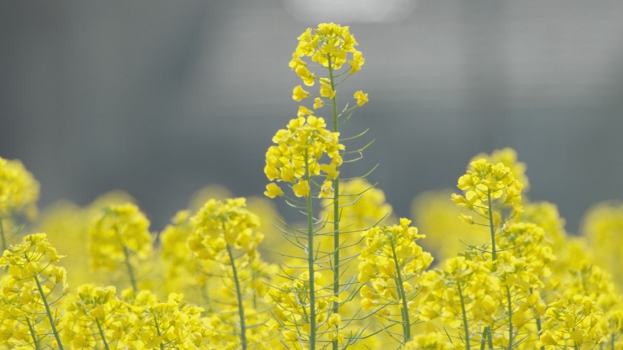 春天农村油菜花海蜜蜂采蜜 36