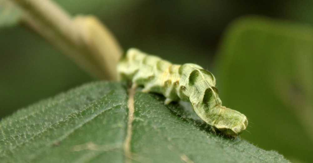 卡特彼勒叶绿色昆虫