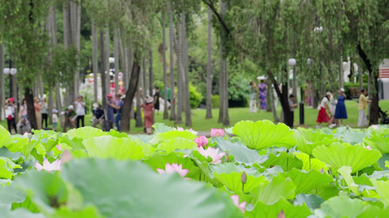 荷花02515680