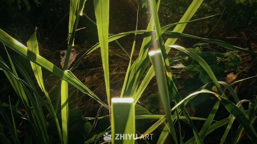 光照小草