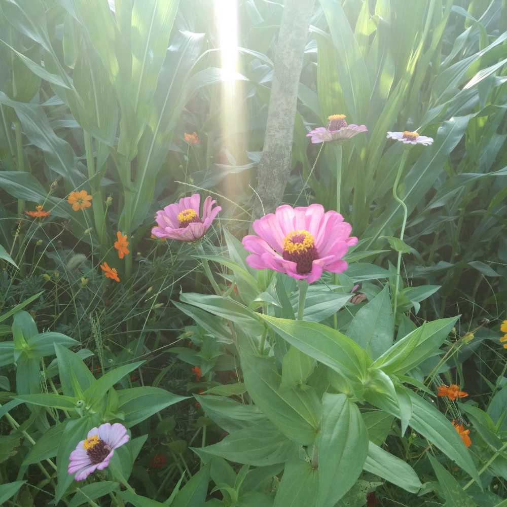 菊科小花