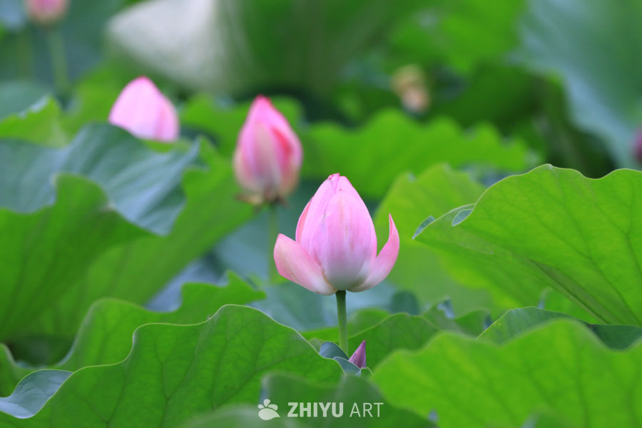 荷花 127