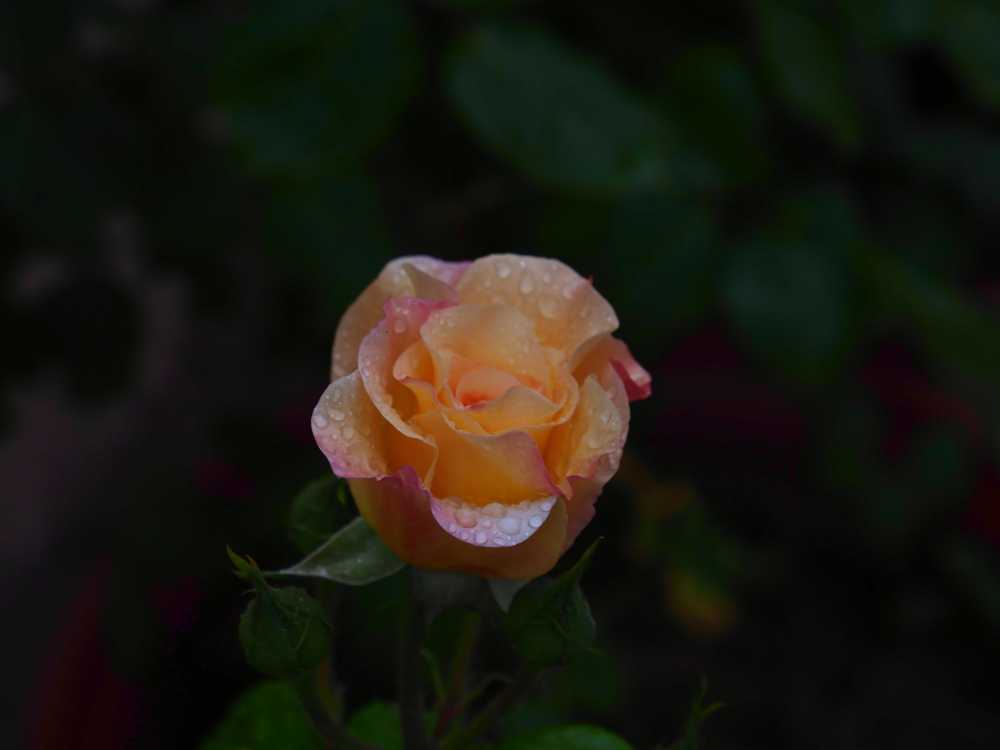 玫瑰花
