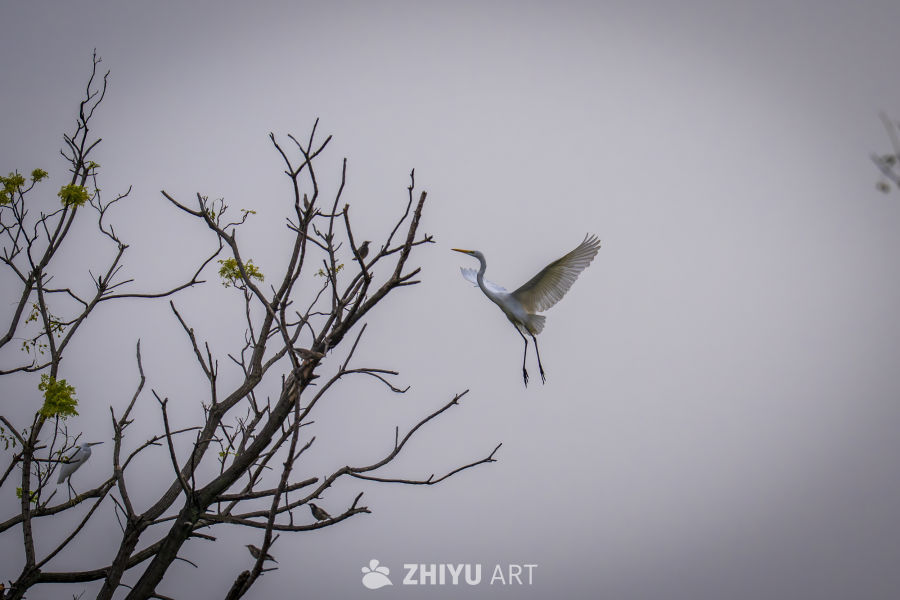 白鹭展翅，枝头静谧