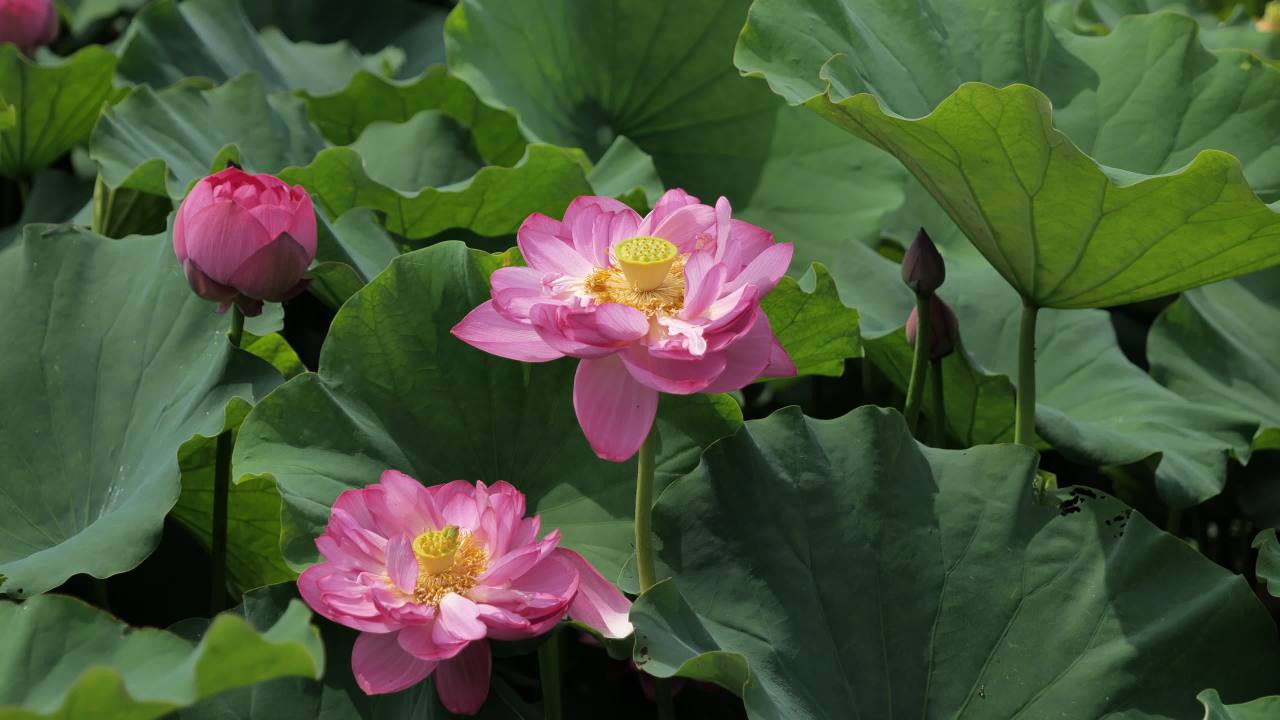 荷花 57