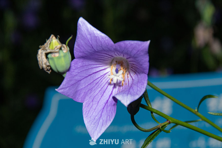中药材与药材花 84