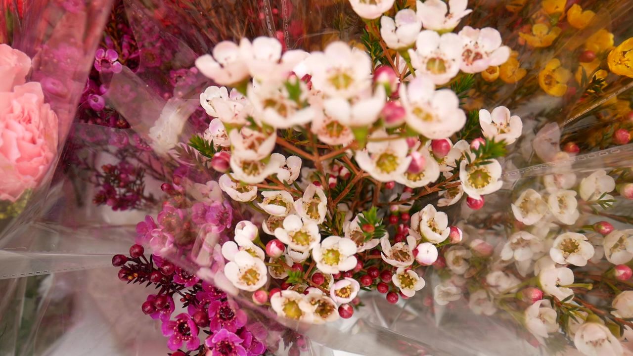 迎春花市的各色蜡花
