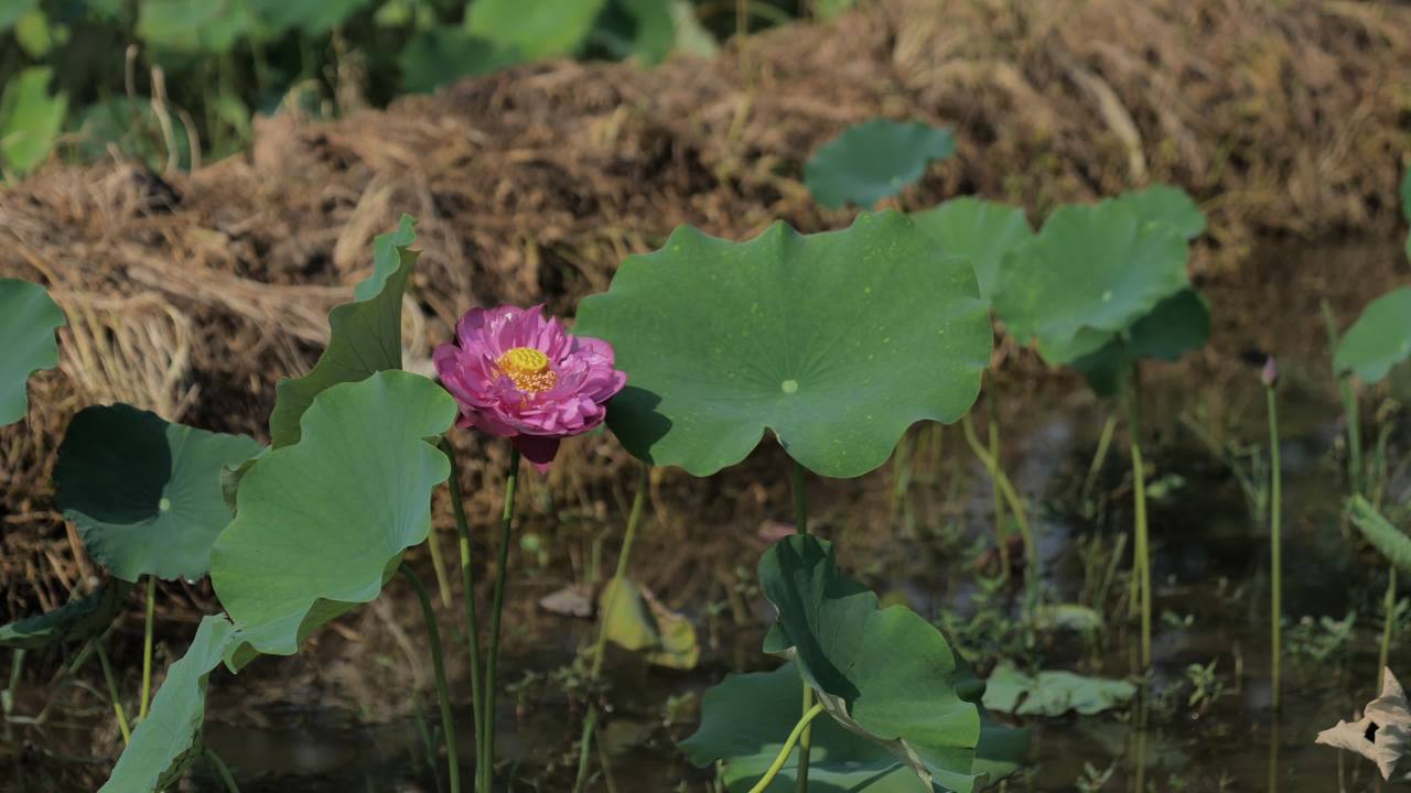 荷花（二） 21
