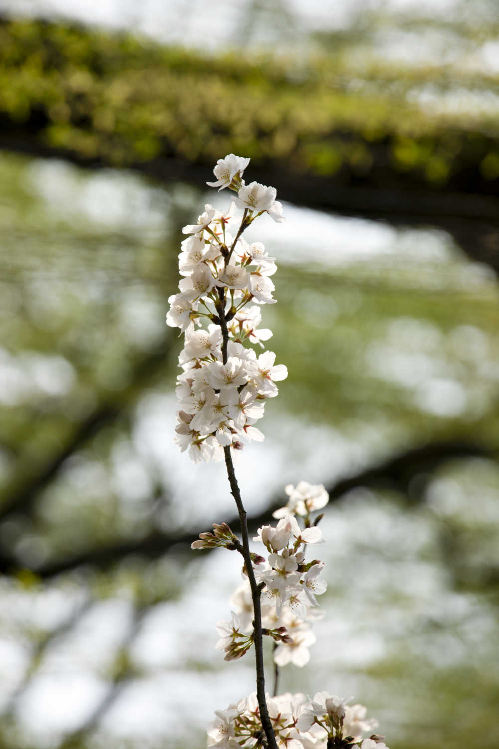 春日的樱花