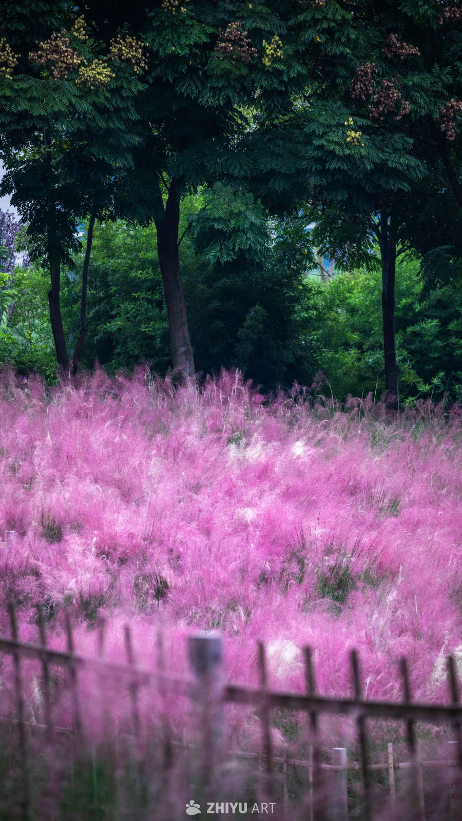 绿树繁花下的宁静时光