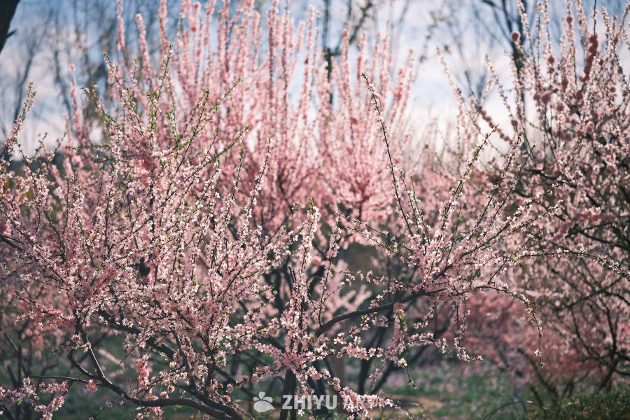 春天 16