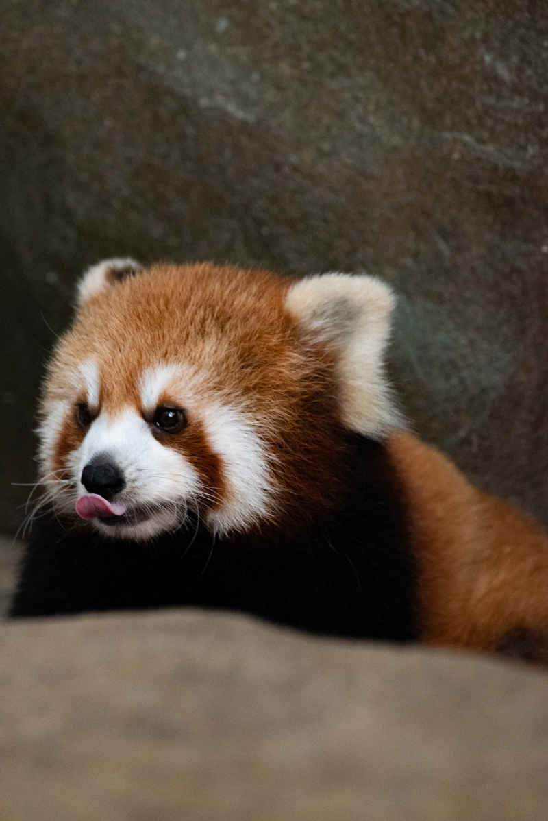 小熊猫