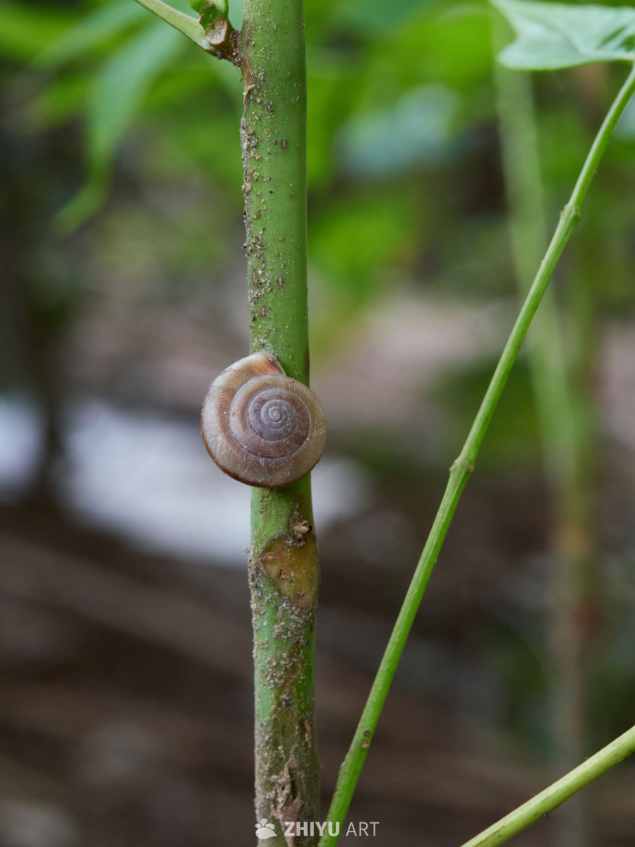 树枝上的小蜗牛特写