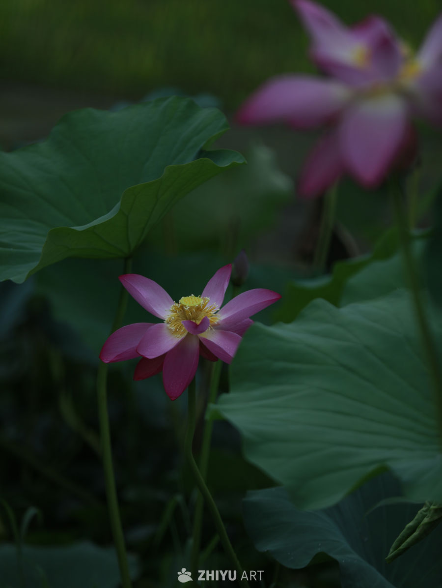 静谧的莲花