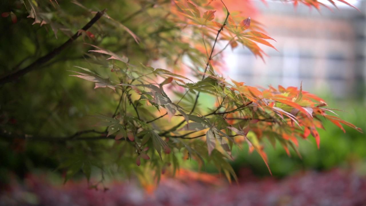 鸡爪槭