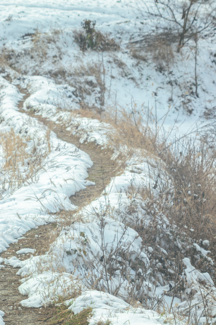 雪地小径冬日景