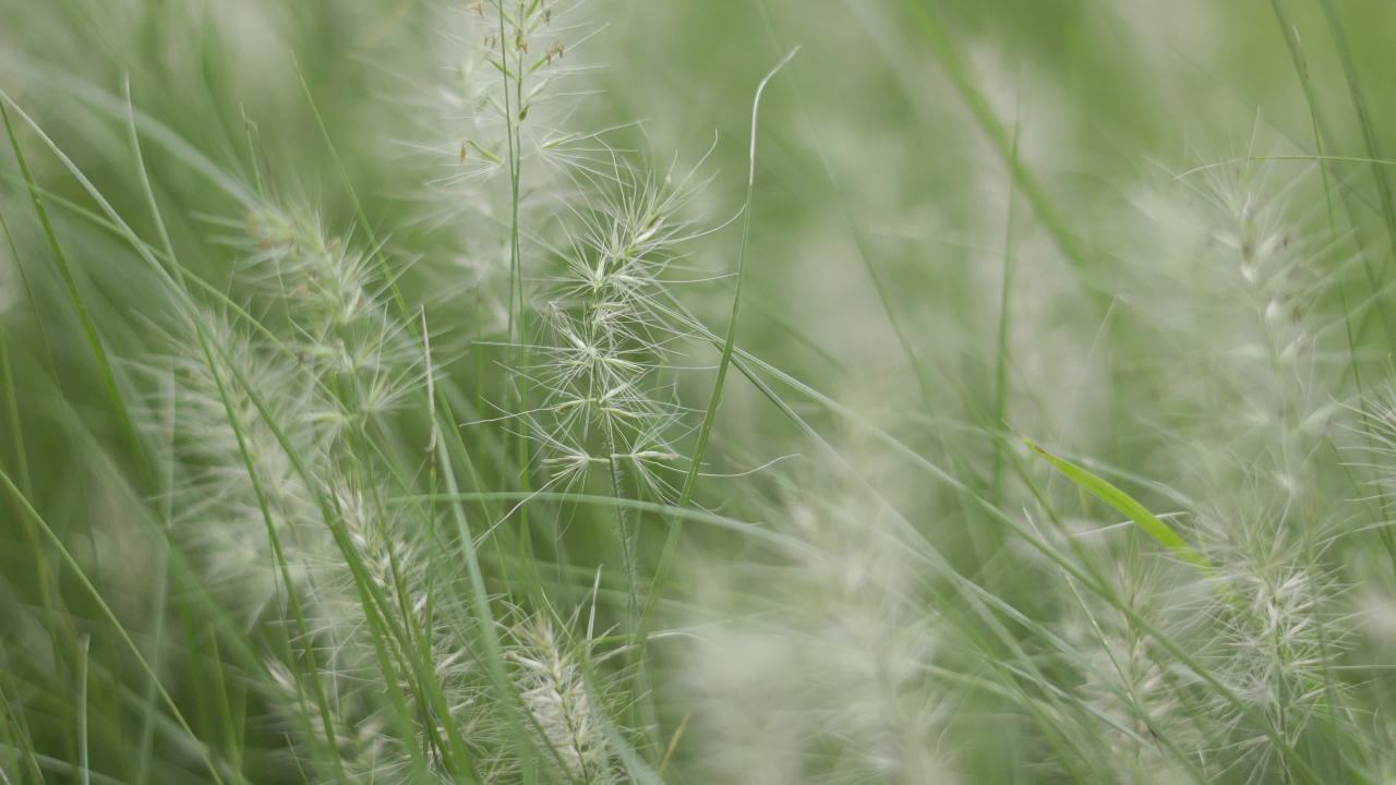 【实拍样片】索尼A6700-4K相机实拍原片视频 8