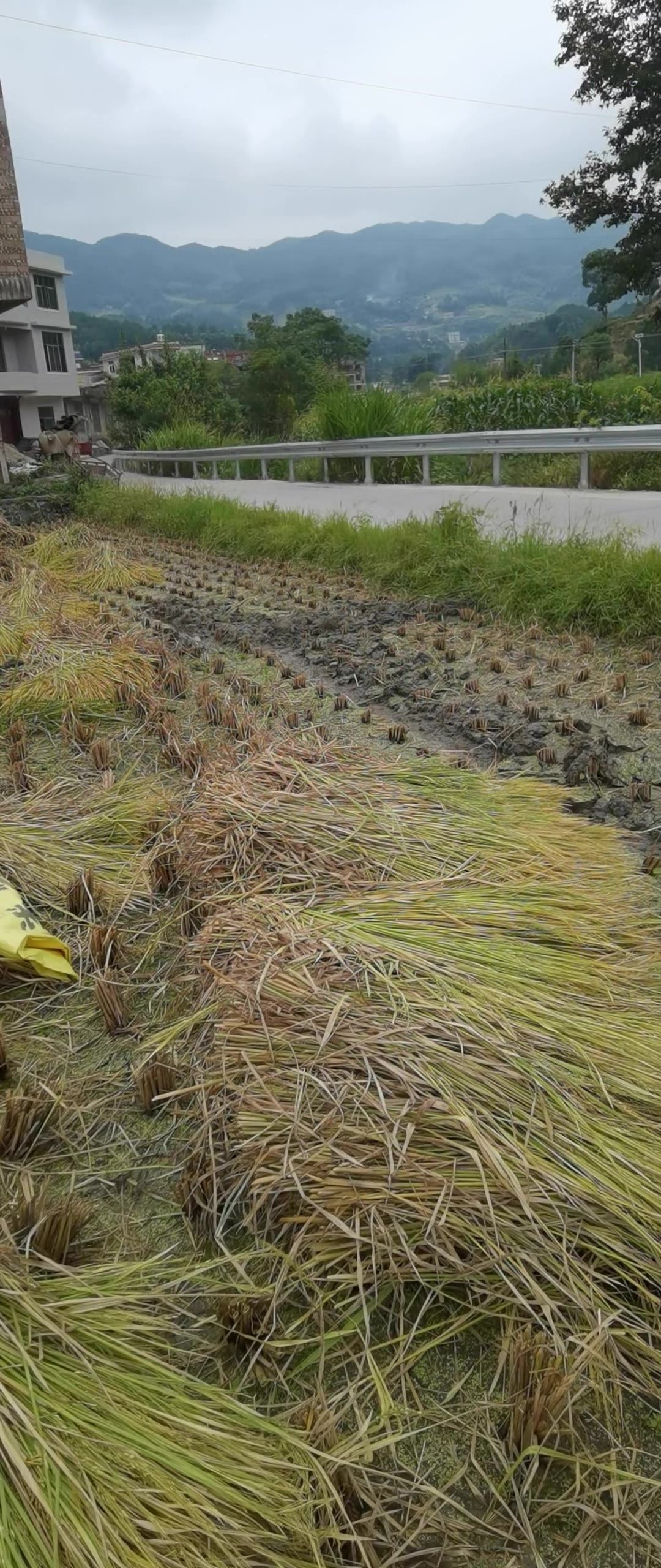 乡村 水稻