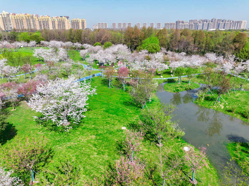 樱花 71