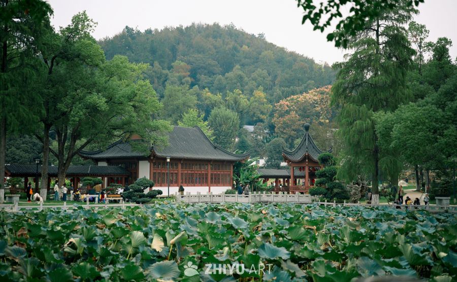 古典园林荷花景