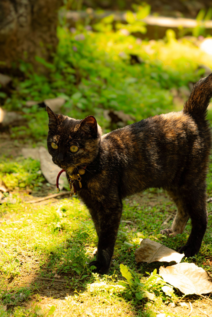 阳光下的小猫