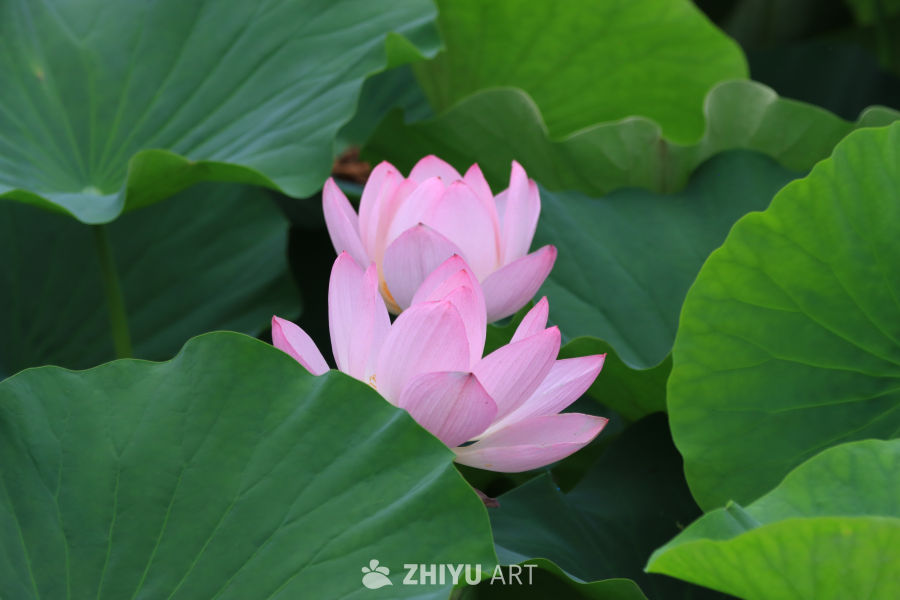荷花 57