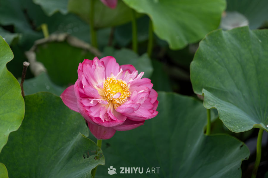 荷花 49