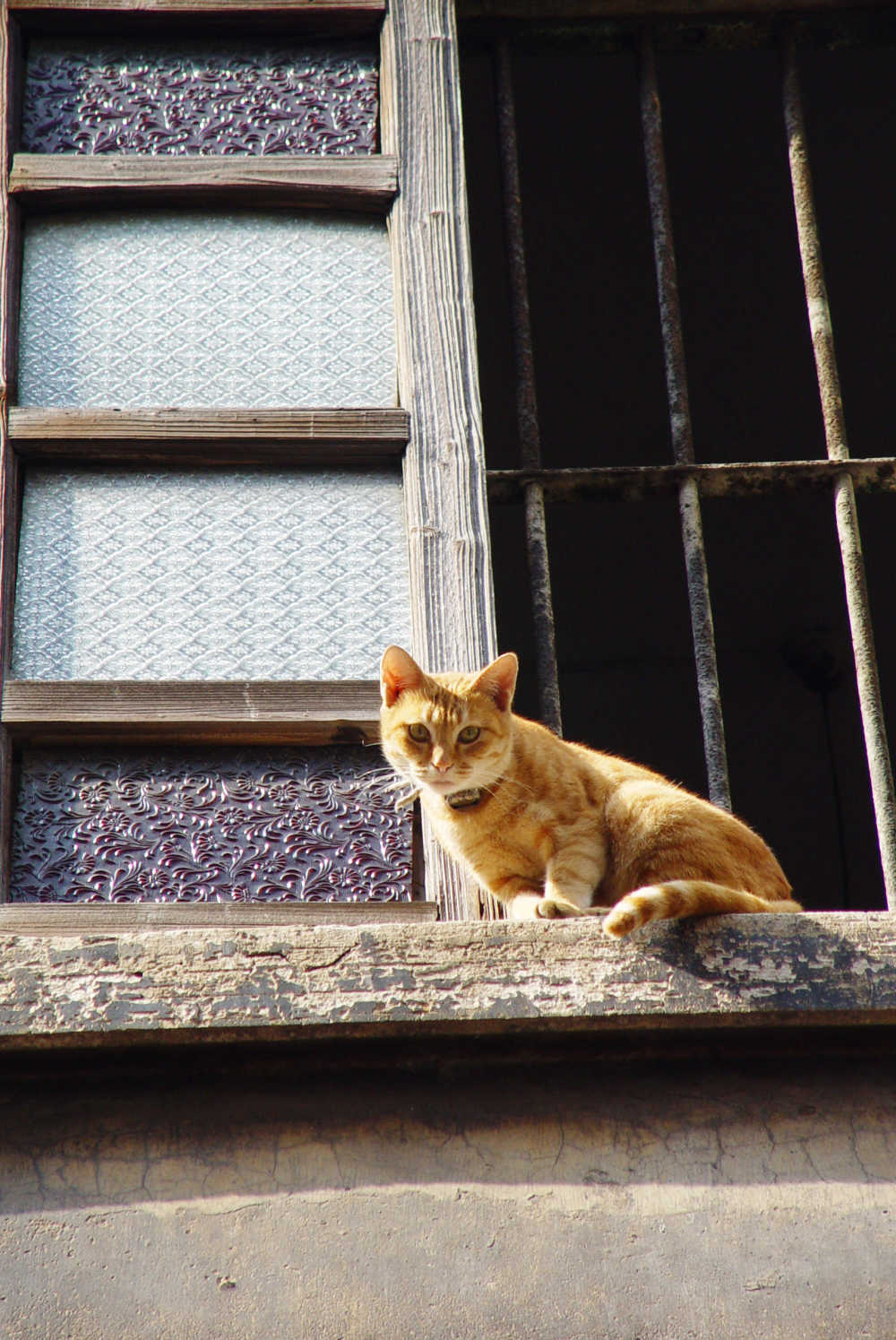 窗台上的橘猫特写