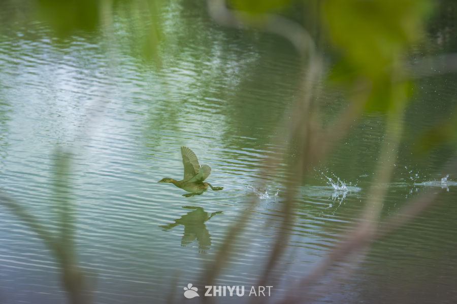 鸭子掠水飞翔瞬间