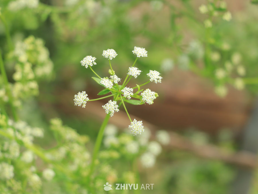 春日小花绽放