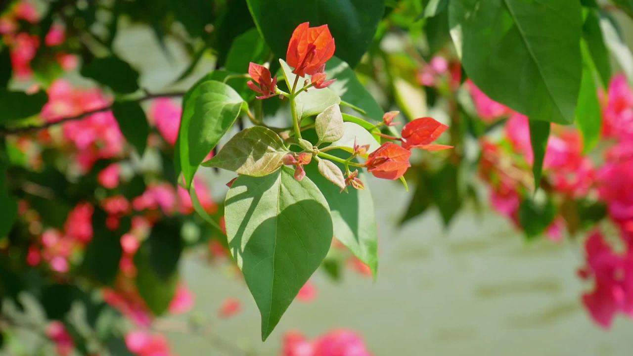 阳光微风河边三角梅3