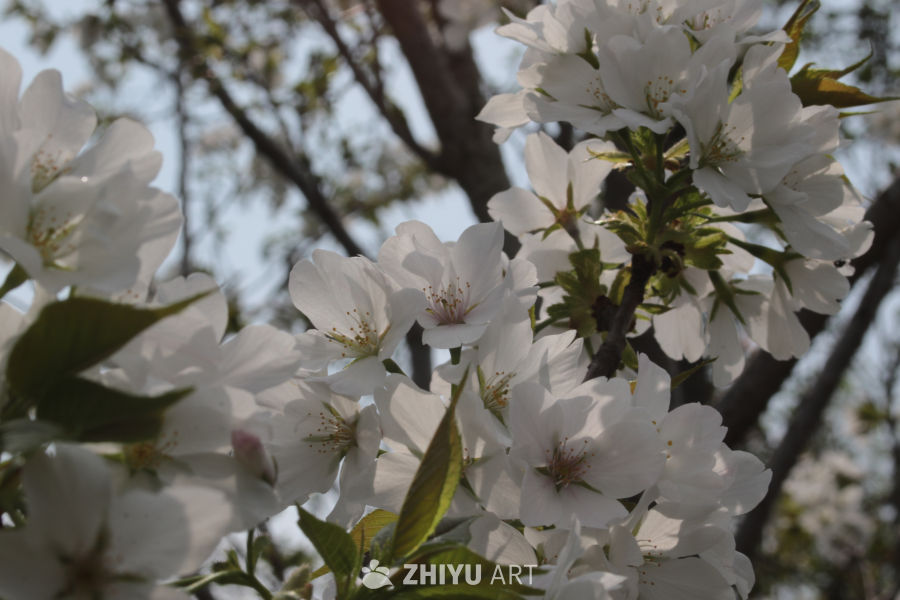 春风中的樱花盛开