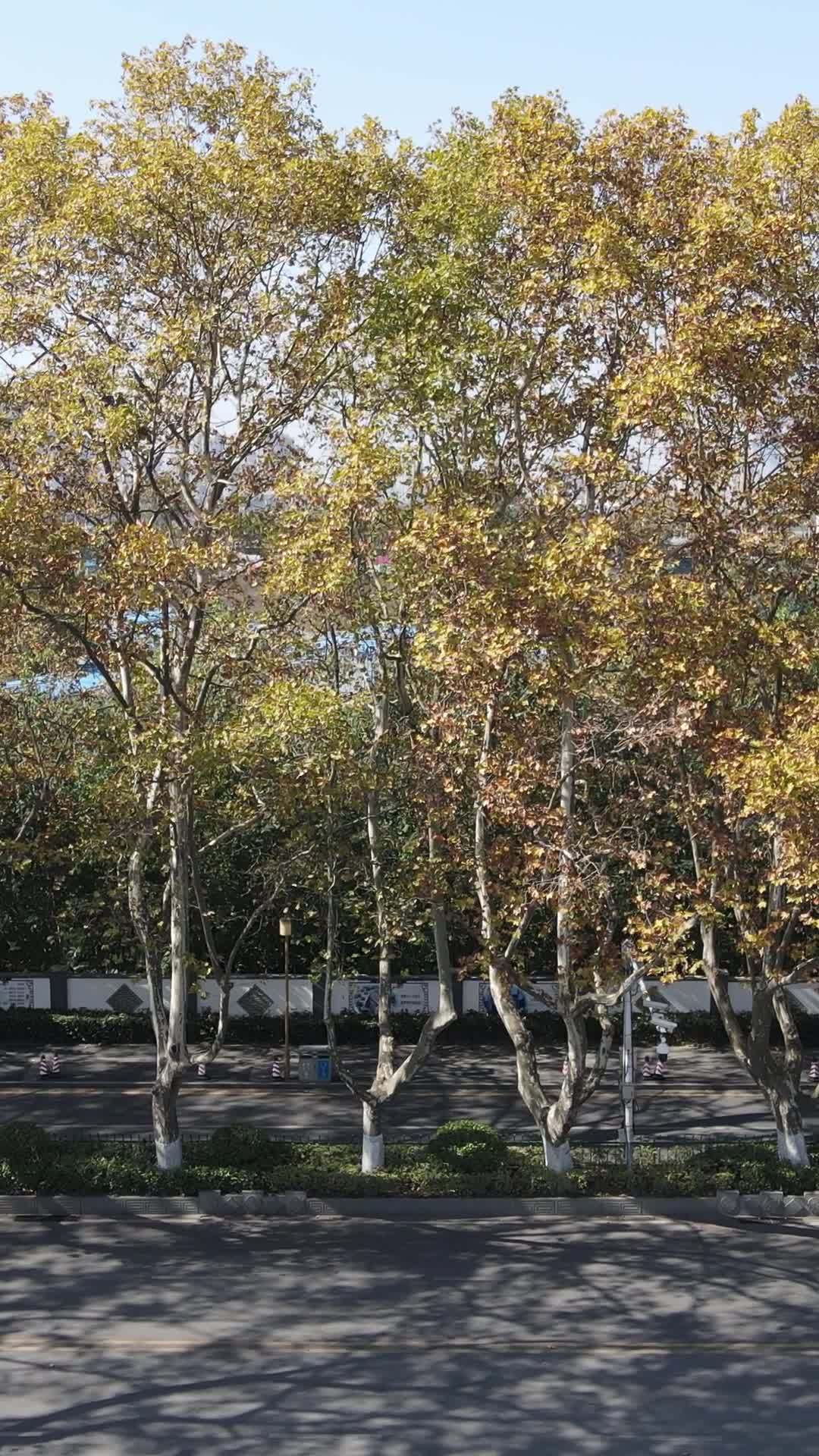 秋日街道骑行