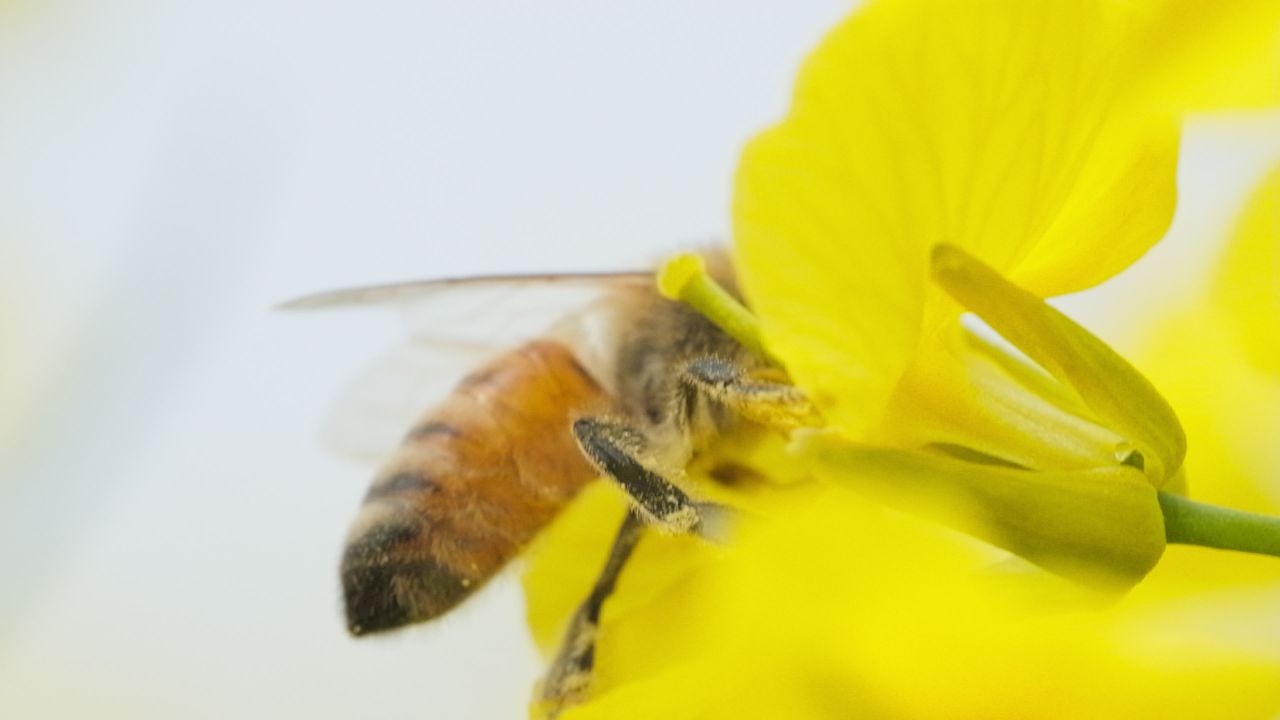 油菜花蜜蜂采蜜特写微距4K实拍