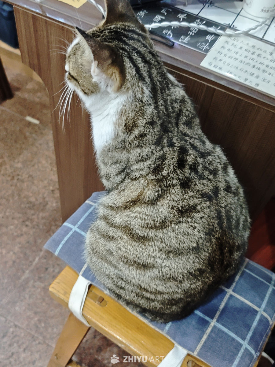 猫咪静坐图