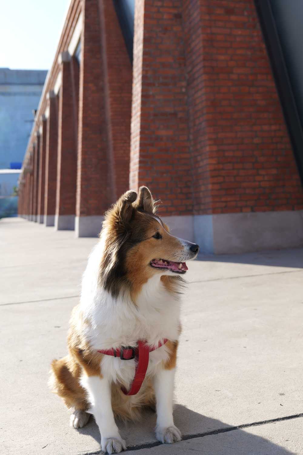 喜乐蒂牧羊犬