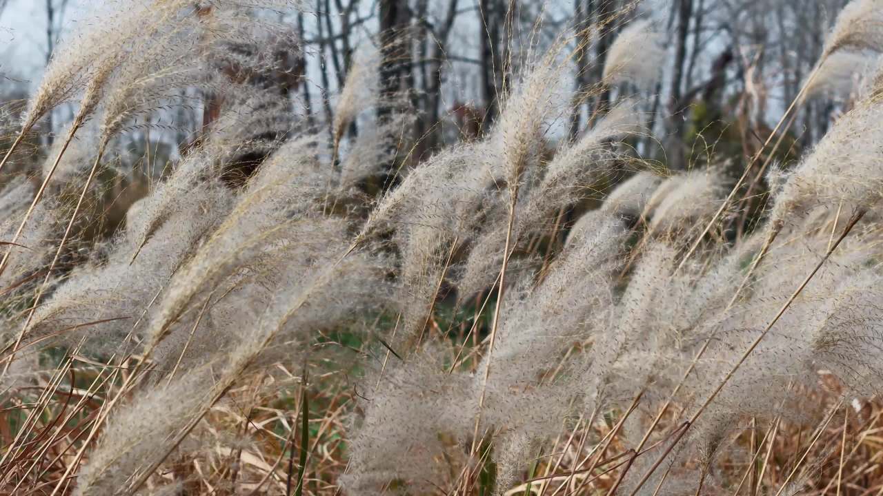 风吹芦苇