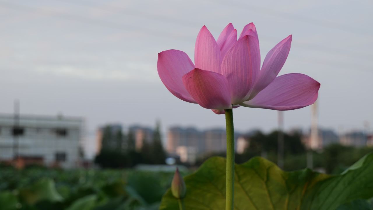 荷花 10