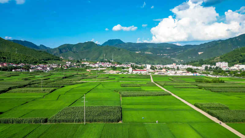 绿油油杂交水稻种植农田