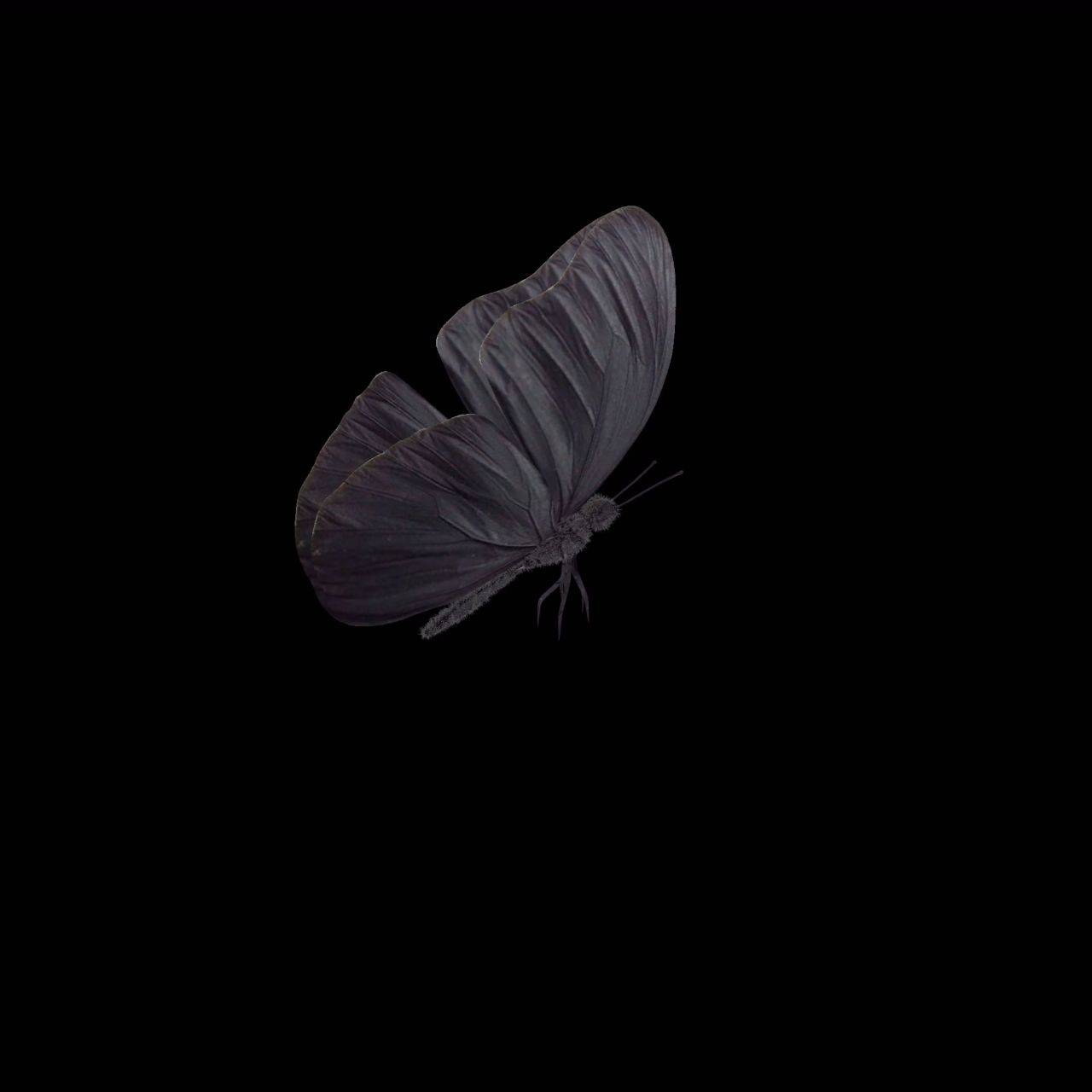 蝴蝶飞舞 带透明通道循环 高清60帧
