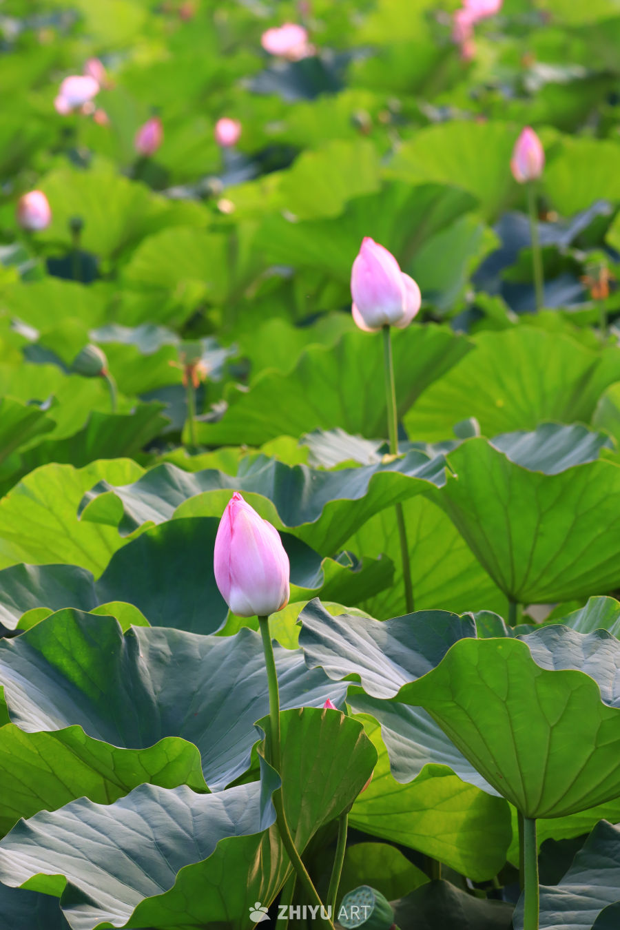 盛夏荷花 165