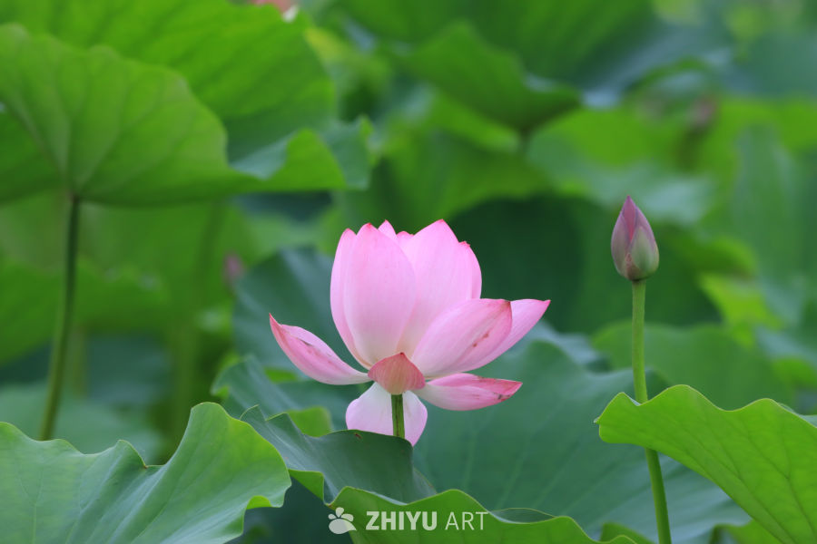 荷花 33