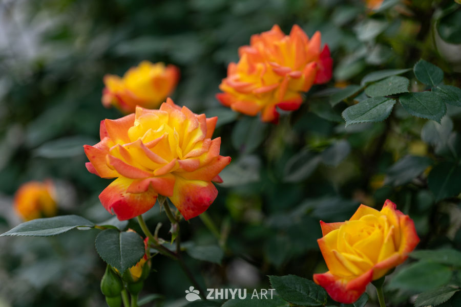 月季花 16