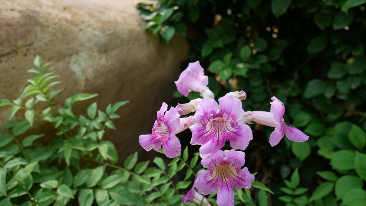 大石旁的凌霄花和叶子花