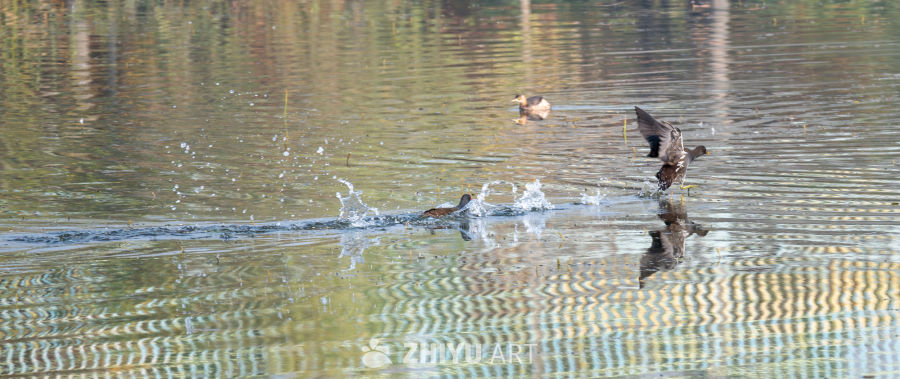 黑水鸡在水面活动的场景