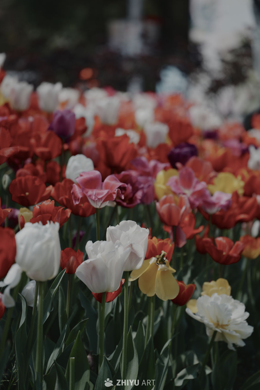 多彩郁金香花海